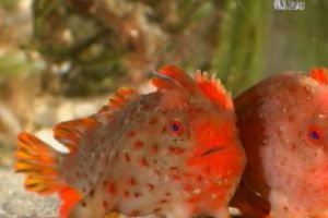 ULUITOR! A fost DESCOPERITĂ o specie de PEȘTI care MERG nu ÎNOATĂ - VIDEO RAR