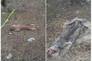 FOTO. Blană de mistreţ aruncată lângă podul Galben