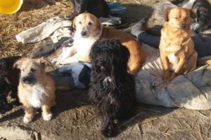 Ajutaţi-l pe Lăbuş cu ceva de mâncare. Cei 600 de câini din adăpostul de la Sântuhalm au nevoie de hrană. Oricine doreşte, poate ajuta