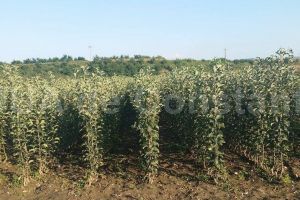 Plantatie de ciresi in localitatea Nicolae Balcescu. Legaturile investitorului cu Valentin Preda, fost secretar de stat si fost consilier al lui Mazare