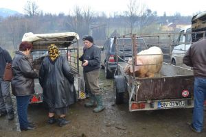 Târgurile de animale din tot judeţul, închise. Ce riscă fermierii care nu respectă interdicţia