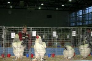 Peste 1.000 de păsări şi animale mici, prezentate la Sfântu Gheorghe; accesul copiilor în grup, gratuit