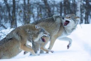 Gospodărie atacată de lupi; patru animale domestice – omorâte