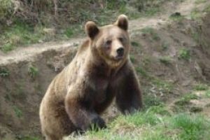 Harghita: Un raport privind coexistenţa dintre om şi carnivorele mari, întocmit de preşedintele CJ, votat la Bruxelles