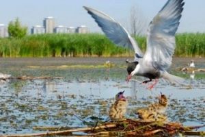 Azi, Ziua Mondială a Zonelor Umede. Zonele Umede, esenţiale pentru un viitor sustenabil