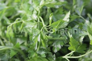 Patrunjelul intareste sistemul imunitar