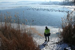 Primăria Fălticeni va hrăni zilnic lebedele care iernează pe iazurile din acest municipiu