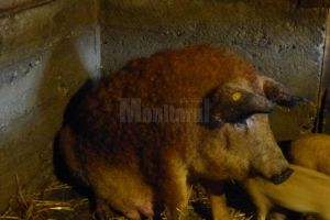 Bani pentru actualii şi viitori crescători de porci de Mangaliţa