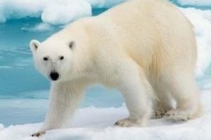 Studiu: Ursii polari nu gasesc suficiente foci pentru a-si potoli foamea