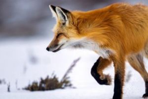 INVAZIE în MOSCOVA. Autorităţile sunt NEPUTINCIOASE