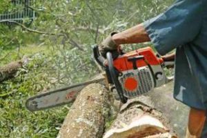 Hoţi de lemne prinşi în flagrant. Au încercat să fugă de poliţişti cu ”jeep-urile” şi un tractor