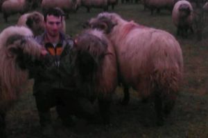 Marius Coc din Luduş încearcă să lupte de unul singur împotriva scrapiei apărute la oile sale!