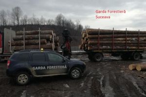 Transporturi ilegale de masă lemnoasă, depistate la primele ore ale dimineţii
