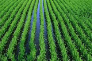 Soluţii pentru culturi de orez în România, discutate în cadrul MADR