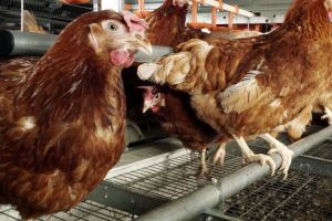 PUI „ÎNGRĂȘAȚI” cu tone de ANTIBIOTICE, exportaţi peste tot în LUME. Ne paşte o CRIZĂ a MEDICAMENTELOR