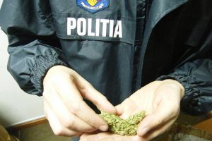 Percheziţii la Satu Mare şi Focşani. Peste 5 kg de cannabis