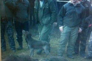 Valer Marian: “Procurorul DNA Ciprian Man este un mincinos! Nu a plătit cerbul împuşcat!”