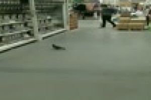 Porumbel filmat plimbându-se printre rafturile Auchan din Iulius Mall VIDEO