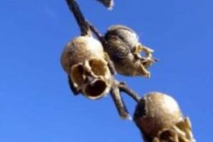 PLANTE SCÂRBOASE ŞI HORROR. Sigur nu ai văzut asemenea „EXEMPLE BIZARE” niciodată. Galerie foto inedită