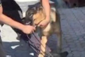 Captură de COCAINĂ PURĂ  pe teritoriul MAFIEI CALABREZE. Video în articol