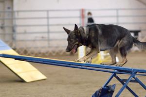 Locul în care câinii sunt învăţaţi să prindă infractorii – Centrul Chinologic Sibiu excelează la maxim