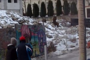 Panică la spitalul din Sinaia. Mistreţii caută hrană în curtea unităţii medicale. VIDEO