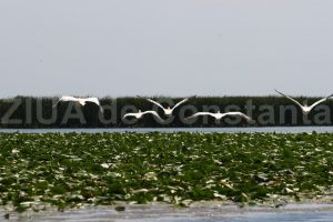 Drumul Scorpiei, Ostrovul Tataru, Jugul Dracului si alte toponime din Delta Dunarii