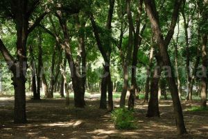 #citesteDobrogea: Comorile... verzi din padurile Dobrogei. Lucrari din Biblioteca Virtuala ZIUA de Constanta
