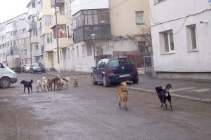 Ședinţa Consiliului Local Bârlad: Câinii şi-au băgat coada între aleşi!