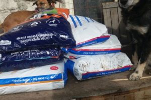 Salvarea căţeluşilor a venit de la hunedoreni inimoşi. Pentru câteva săptămâni, câinii din adăpostul privat de la Sântuhalm nu vor mai suferi de foame