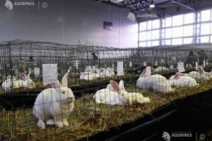 Iepuri uriaşi, porumbei medaliaţi şi păsări de curte rare, atracţiile weekendului la Sfântu Gheorghe