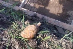 Grenada gasita de pompieri la Leordina