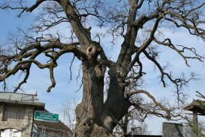 Stejarul din Cajvana, unul dintre cei 13 finalişti în competiţia Arborele European al anului 2018