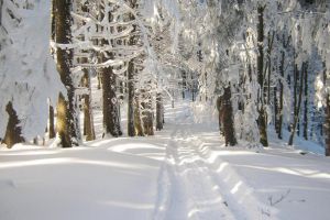 Asociaţia „Protsilva”, din Câmpulung Moldovenesc, a încercat să îşi facă propria lege