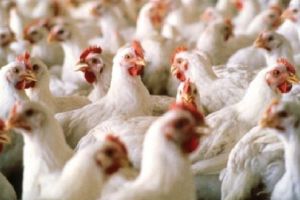 Fermă nouă de păsări, la Luduş