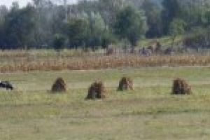 APIA a autorizat la plată un număr de 700.111 fermieri unici care au depus Cerere de plată în cadrul Campaniei 2017