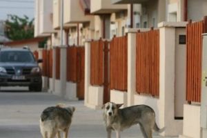 VETERINARII sunt în DILEMĂ după o decizie a Curţii Constituţionale 
