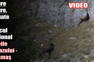 Capre negre, filmate în Parcul Naţional Cheile Bicazului – Hăşmaş