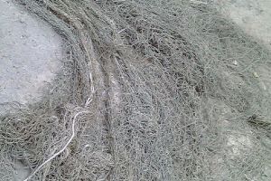 Doi bărbaţi din Cheşa, prinşi la pescuit cu o plasă interzisă de lege