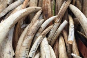 Cel mai de TEMUT INAMIC al ”Mafiei Fildeşului” a fost găsit MORT