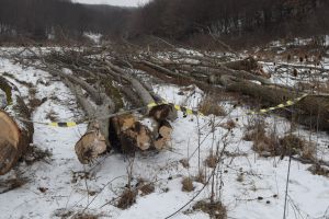 Tăieri ilegale de arbori la Topliţa şi Miercurea Ciuc