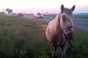 Cal lovit de masina, la Baltesti
