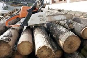 Maramureseni pinsi in flagrant in timp ce taiau arbori ilegal