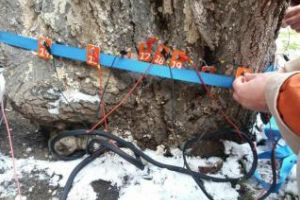 Cluj-Napoca: Primăria a cumpărat un tomograf pentru monitorizarea sănătăţii arborilor