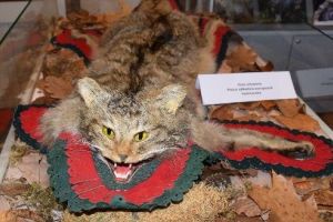 „Exponatul lunii”, la Secţia de Știinţele Naturii