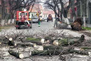 Doar 35%. Comisia consultativă a aprobat doborârea a doar 24 de arbori din cei 64 propuşi pentru tăiere în Oradea