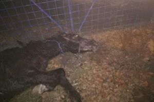 Incident socant la Constanta. Un cal a fost batut pe bulevardul Aurel Vlaicu. Animalul abandonat plin de sange pe trotuar