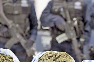 Etnobotanicele din India şi China sunt „botezate” în România cu otravă de şoareci