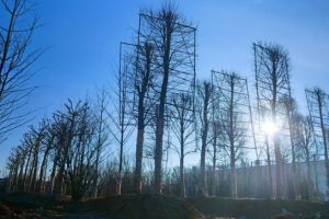 Au sosit arborii din viitorul parc al Ansamblului Openville. O adevarata padure a fost plantata 