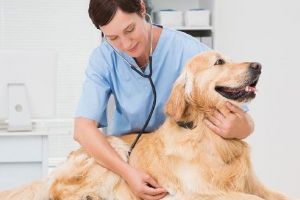 Microciparea câinilor pentru vaccinarea antirabică, facultativă!